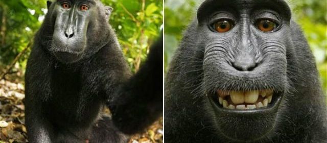 Quand un selfie pris par un singe entraîne une bataille de droits d’auteur !